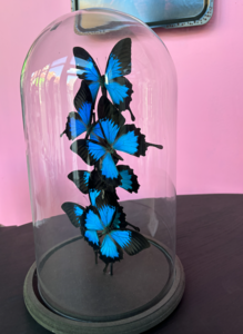 Vlinderstolp met 5 stuks Papilio Ulyssees