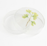 TINY NATURE BOX GINKO